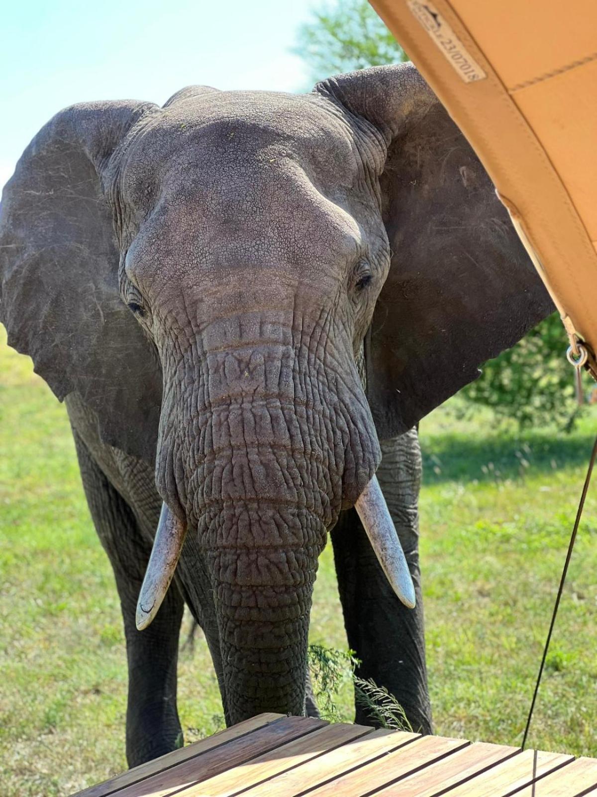 Anantya Serengeti Zewnętrze zdjęcie
